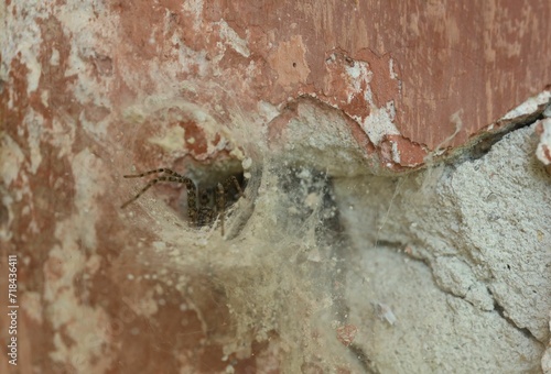 Cobweb and spider on old building outdoors, closeup