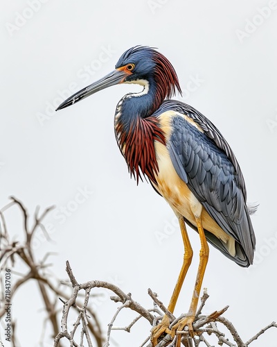 the Tricolored Heron standing isolated on white AI Generative