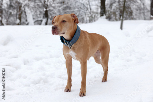Fototapeta Naklejka Na Ścianę i Meble -  Cute ginger dog in snowy forest on winter day