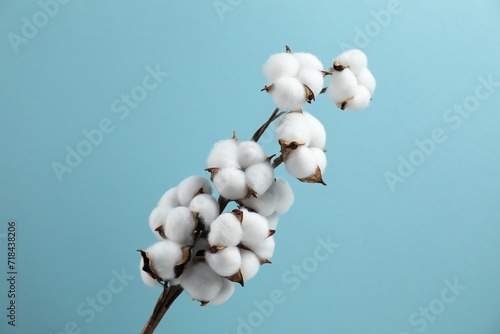Beautiful cotton branch with fluffy flowers on light blue background