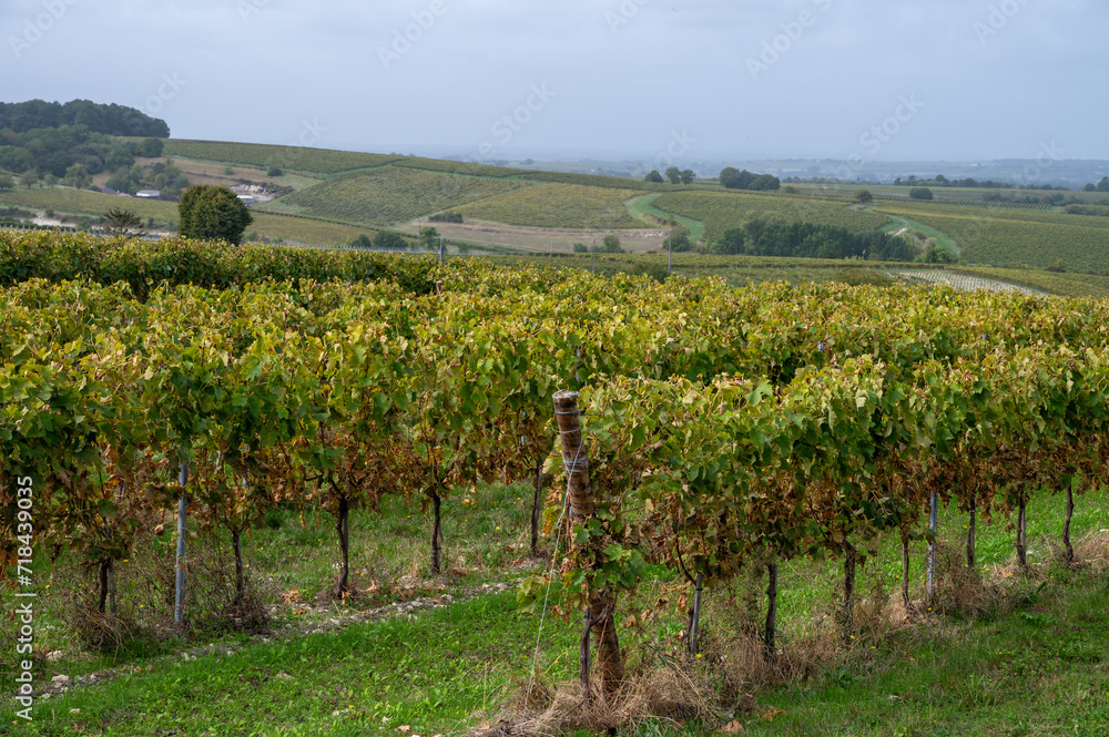 Harvest time in Cognac white wine region, Charente, vineyards with rows of ripe ready to harvest ugni blanc grape uses for Cognac strong spirits distillation, France