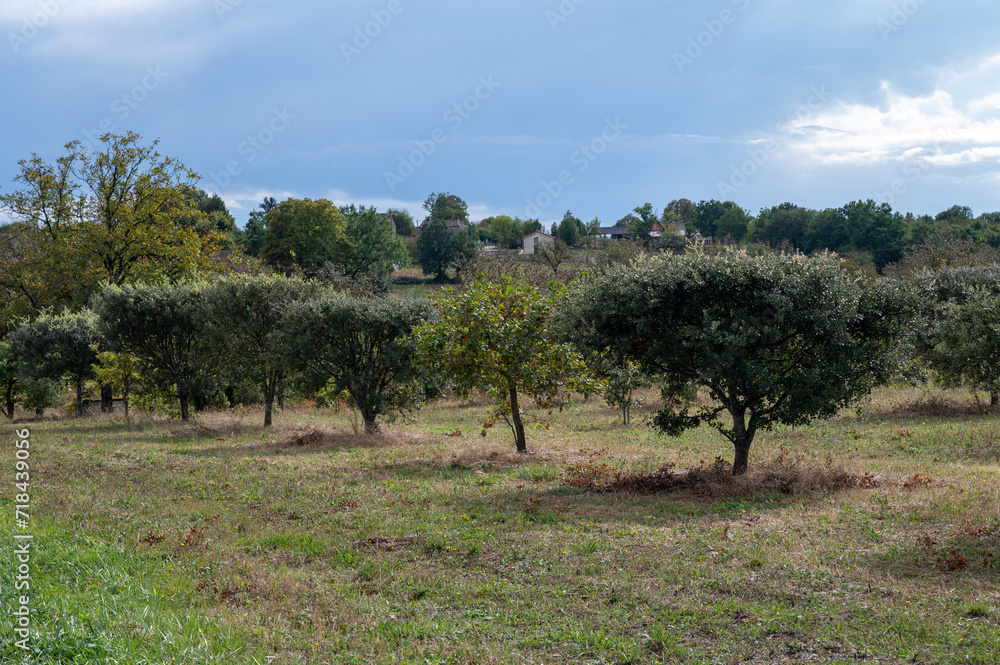 Truffle farm, cultivation of black winter Perigord truffles mushrooms, Tuber melanosporum, oak plantation, truffle hunting on fields with oak trees Truffle farm, cultivation of black winter Perigord truffles mushrooms, Tuber melanosporum, oak plantation, truffle hunting on fields with oak trees