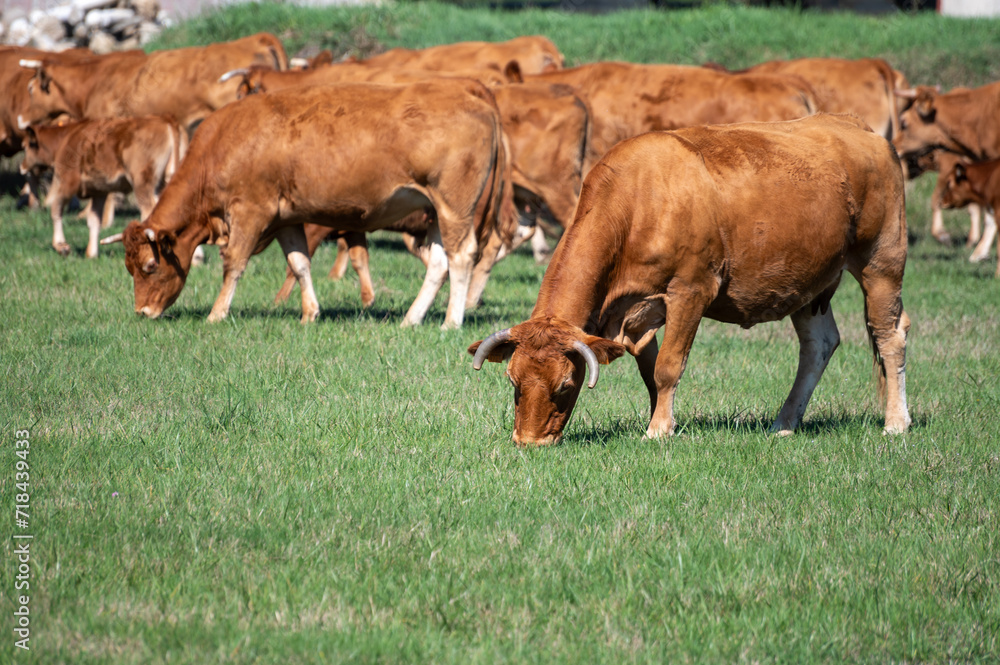 Herd of cows resting on green grass pasture, milk, cheese and meat production in Bordeaux, Haut-Medoc, France Herd of cows resting on green grass pasture, milk, cheese and meat production in Bordeaux, Haut-Medoc, France