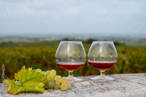 Tasting of Cognac strong alcohol drink in Cognac region, Charente with rows of ripe ready to harvest ugni blanc grape on background uses for spirits distillation, France photo