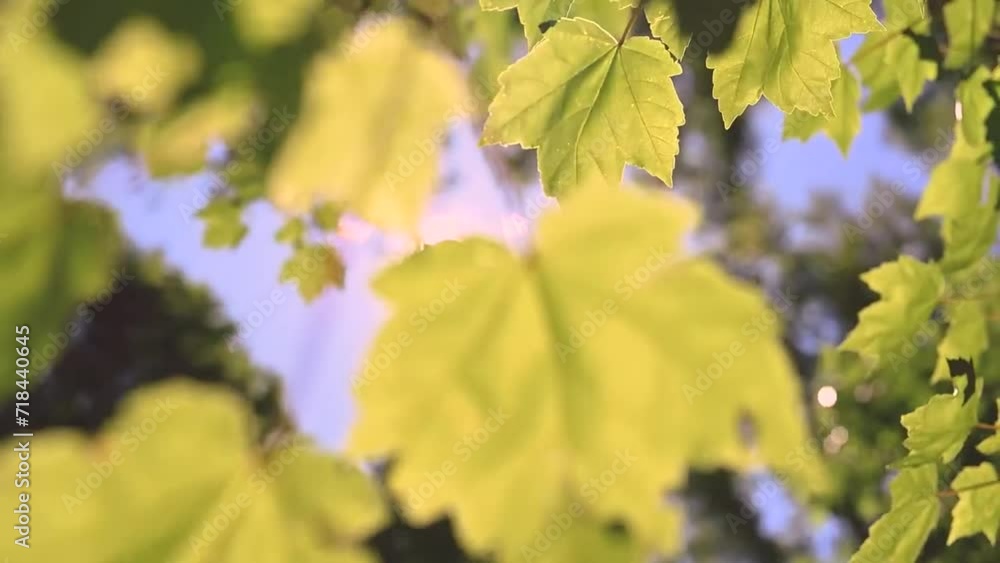 leaf, nature, tree, leaves, green, autumn, plant, maple, foliage, branch, forest, spring, summer, fall, season, sky, yellow, bright, color, light, sun, growth, fresh, oak, natural leaf, nature, tree, leaves, green, autumn, plant, maple, foliage, branch, forest, spring, summer, fall, season, sky, yellow, bright, color, light, sun, growth, fresh, oak, natural
