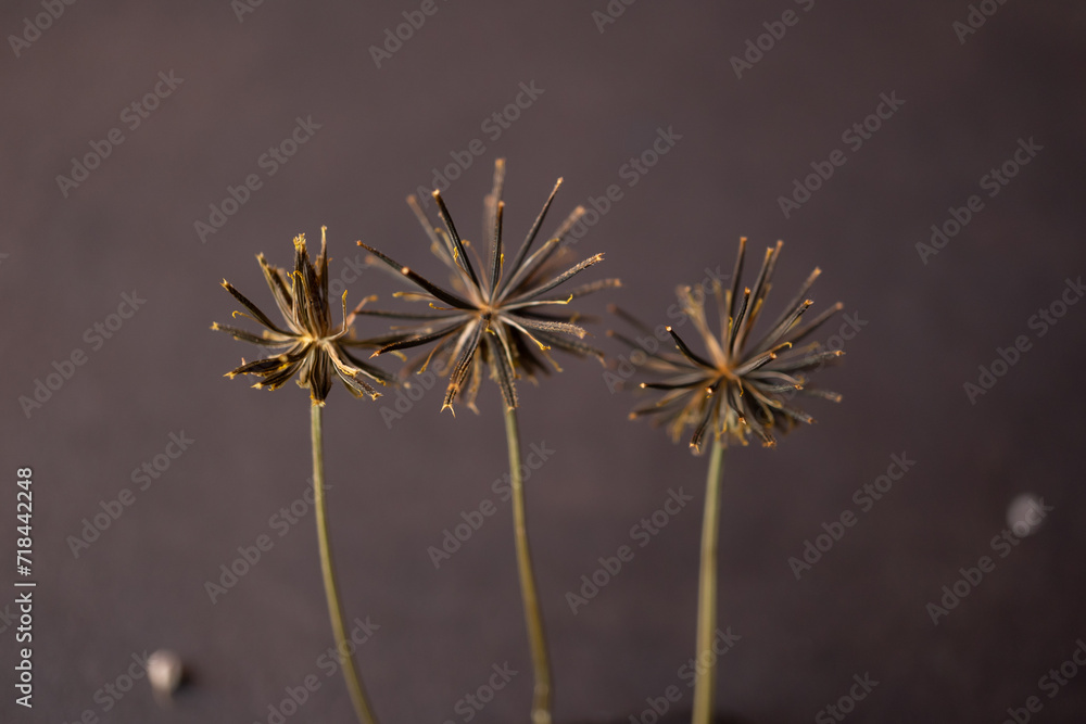Obraz premium tres plantas silvestres con fondo negro, con forma esférica y picos