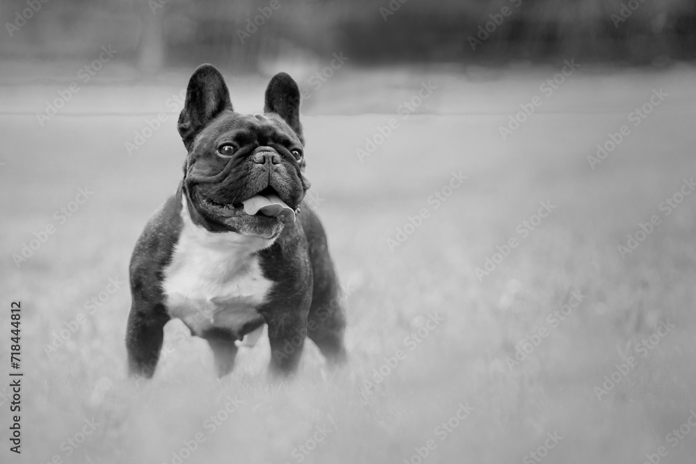 The cute French bulldog with long tongue in the park picture color