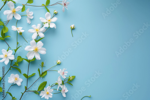 Spring background; fresh flower on blue background. 