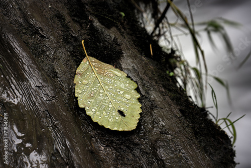Obraz na płótnie Dew Covered Leaf w salonie