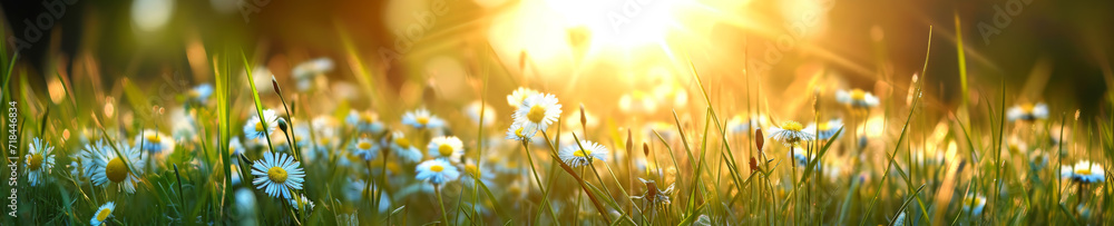 Beautiful summer natural background with yellow white flowers daisies clovers and dandelions in grass against of dawn morning. 