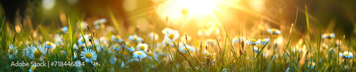 Beautiful summer natural background with yellow white flowers daisies clovers and dandelions in grass against of dawn morning. 