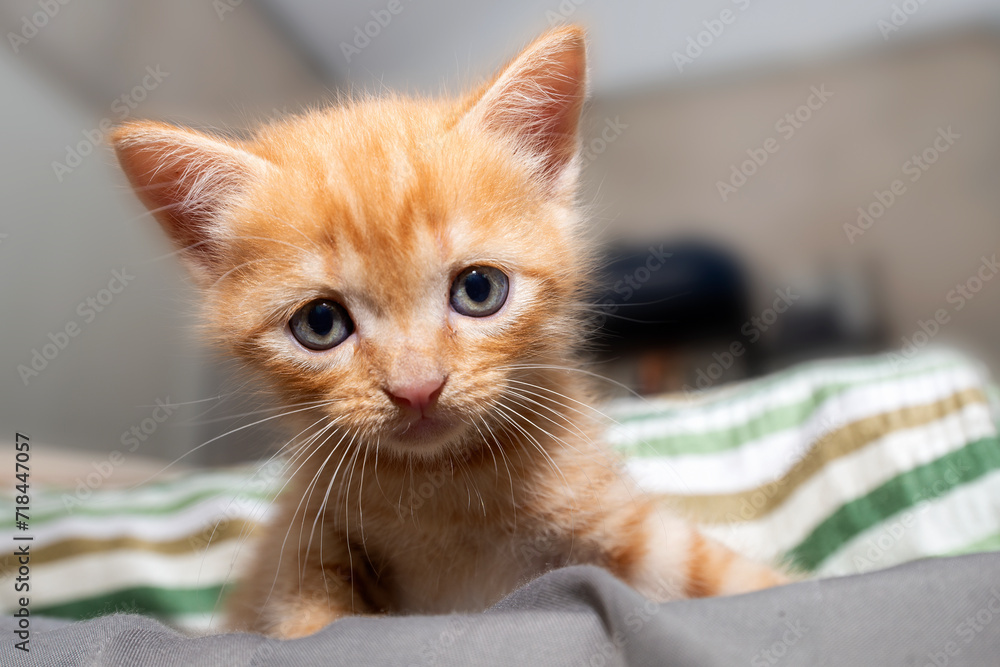 Little orange kitten looking at camera with wide eyes.