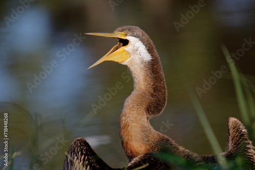 Bored Australasian Darter, female