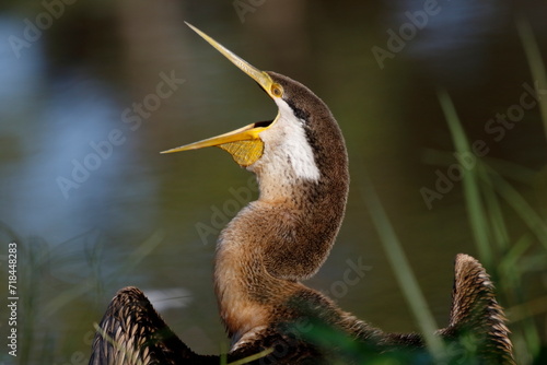 Bored Australasian Darter, female