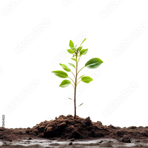 Wallpaper Mural green seedlings growing on a pile of soil, on a plain white background. file PNG Torontodigital.ca