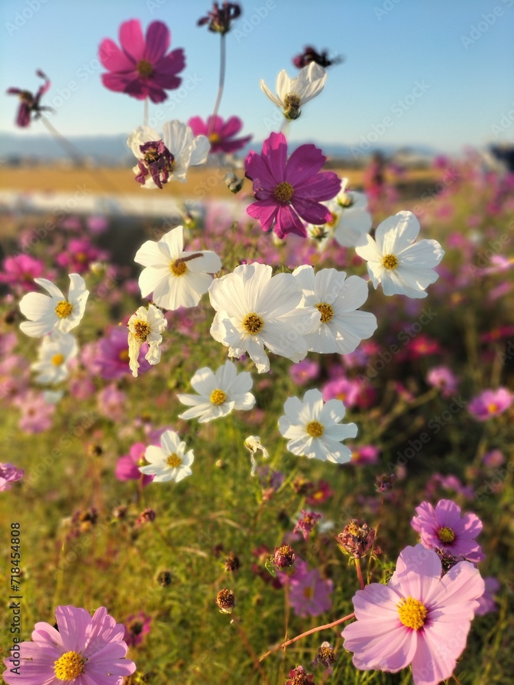 Beautiful Cosmos Flowers in Rice Fields in Summer in Japan