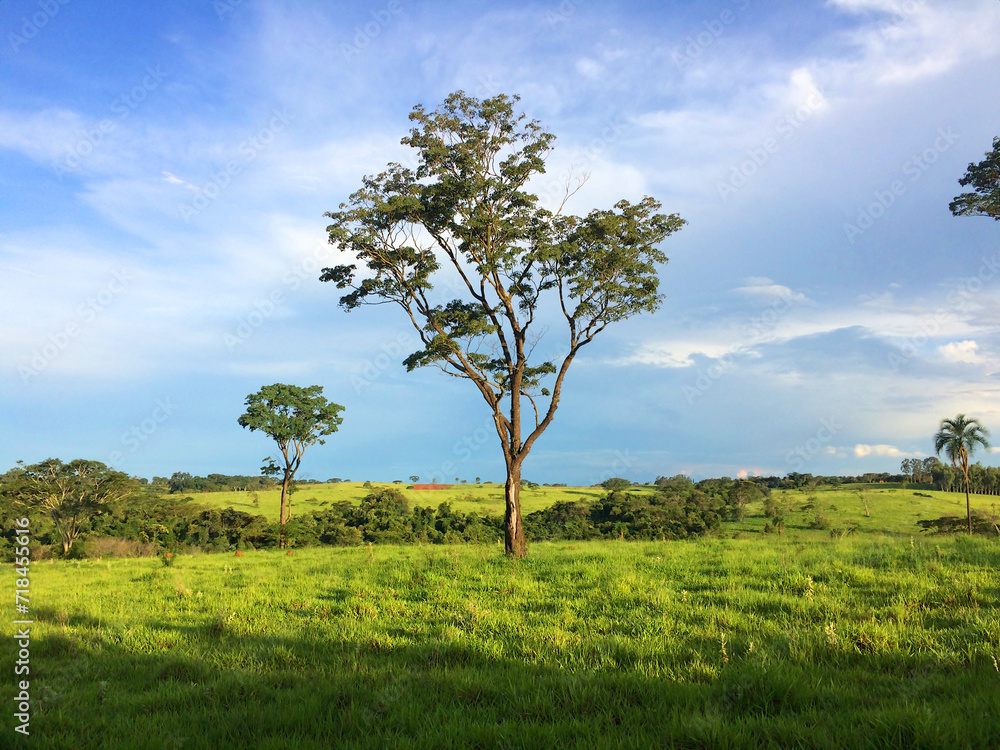 Lonely trees in the Brazilian savanna in summer Lonely trees in the Brazilian savanna in summer