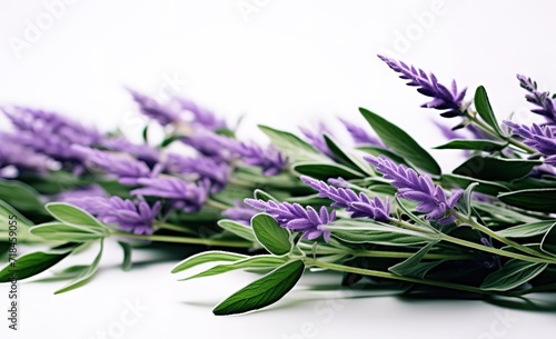 purple lavender flowers in the photo on a white background.. generative AI