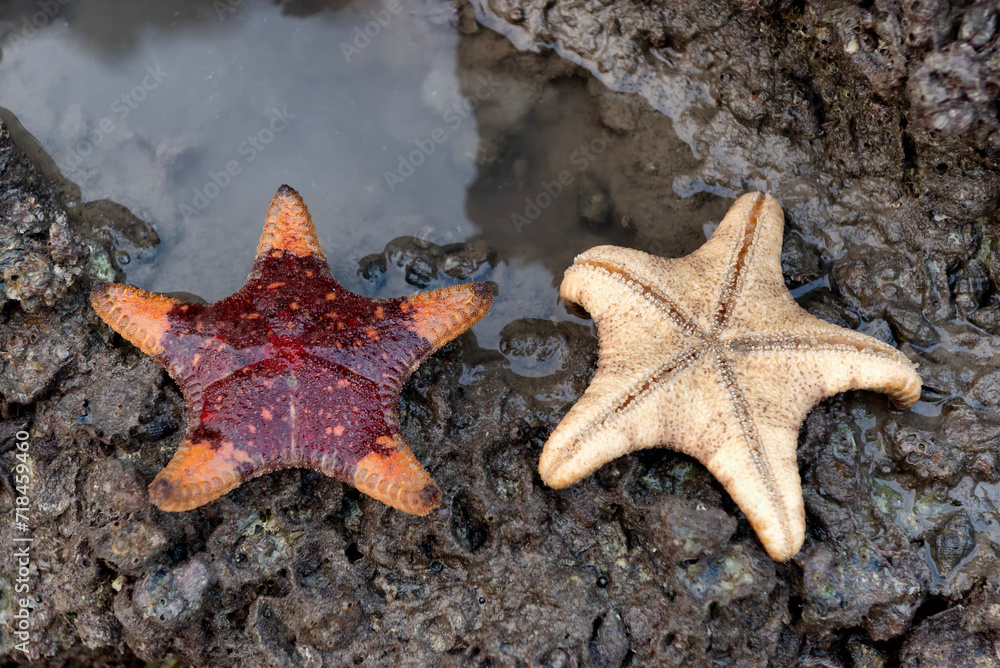 Starfishes on rockpool in Ha Long Bay Starfishes on rockpool in Ha Long Bay