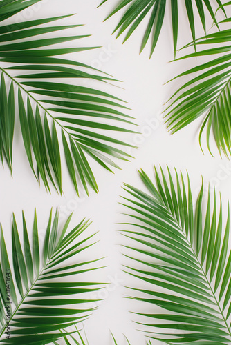 flat lay design with Palm leaves on a white background, bold minimalism