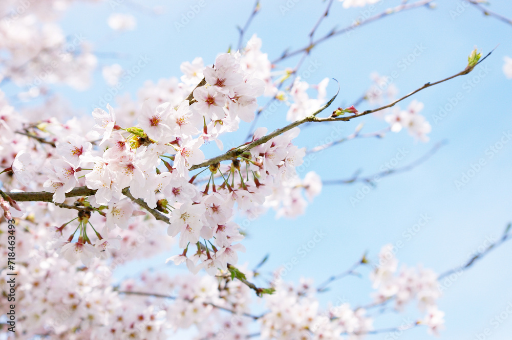 Beautiful cherry trees in full bloom against a blue sky background. Beautiful cherry trees in full bloom against a blue sky background.