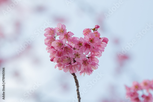 Closeup shot of cherry blossoms in spring pink cherry blossoms
