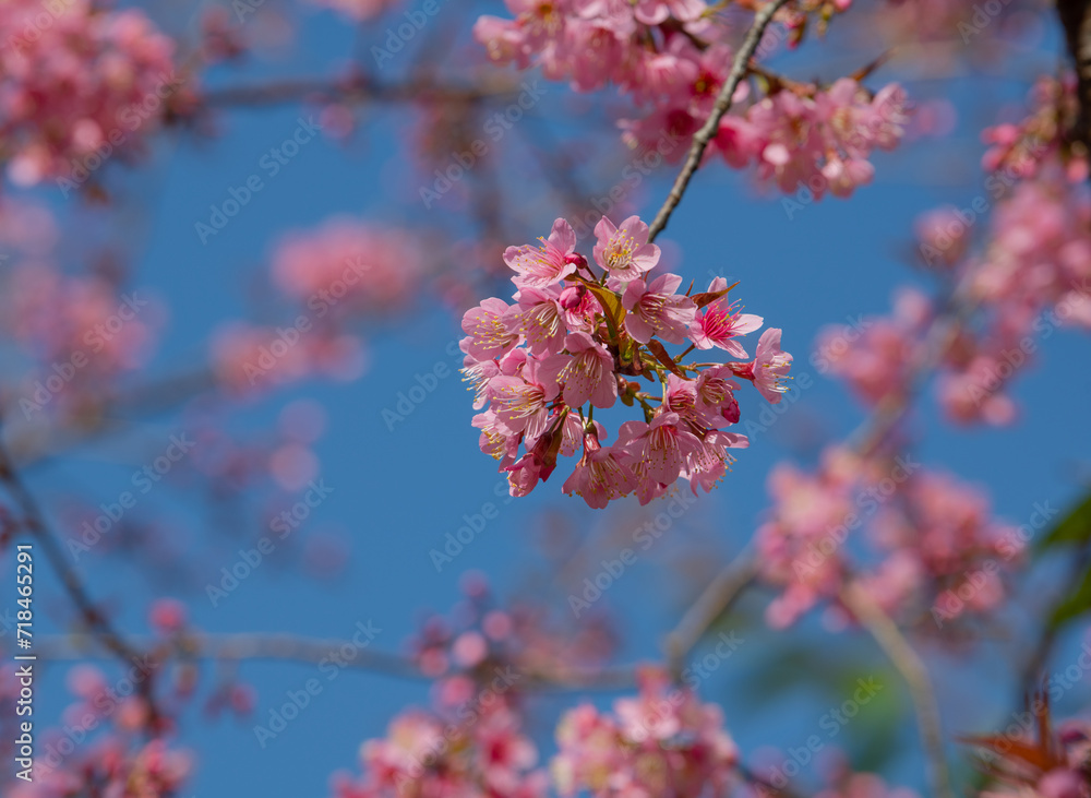 Closeup shot of cherry blossoms in spring pink cherry blossoms Closeup shot of cherry blossoms in spring pink cherry blossoms
