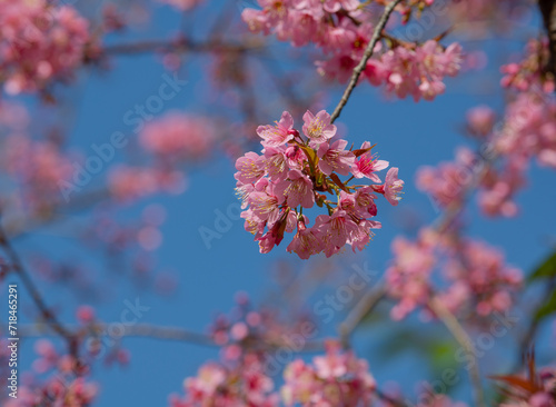 Closeup shot of cherry blossoms in spring pink cherry blossoms