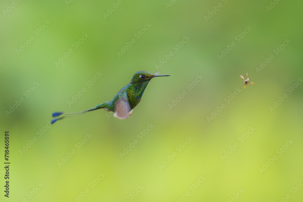 White-booted Racket-tail - Ocreatus underwoodii, green bird of hummingbird in the brilliants, long tail with two flags. 4K resolution, best of Ecuador White-booted Racket-tail - Ocreatus underwoodii, green bird of hummingbird in the brilliants, long tail with two flags. 4K resolution, best of Ecuador