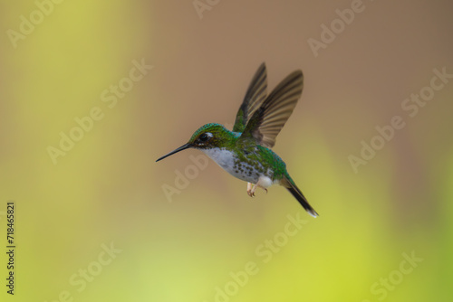 White-booted Racket-tail - Female - Ocreatus underwoodii, green bird of hummingbird in the brilliants, long tail with two flags. 4K resolution, best of Ecuador