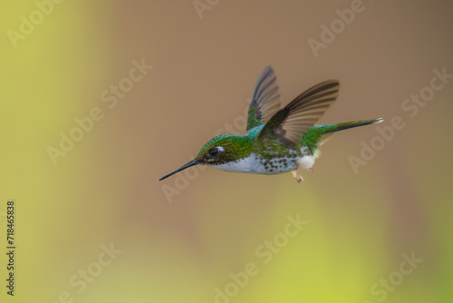 White-booted Racket-tail - Female - Ocreatus underwoodii, green bird of hummingbird in the brilliants, long tail with two flags. 4K resolution, best of Ecuador