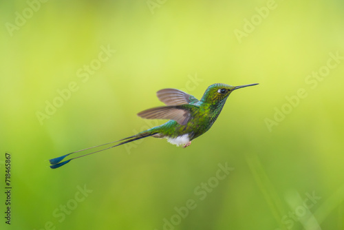 White-booted Racket-tail - Ocreatus underwoodii, green bird of hummingbird in the brilliants, long tail with two flags. 4K resolution, best of Ecuador photo
