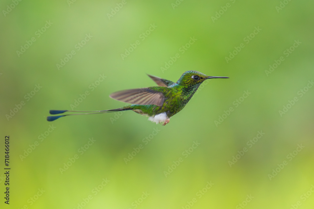 White-booted Racket-tail - Ocreatus underwoodii, green bird of hummingbird in the brilliants, long tail with two flags. 4K resolution, best of Ecuador White-booted Racket-tail - Ocreatus underwoodii, green bird of hummingbird in the brilliants, long tail with two flags. 4K resolution, best of Ecuador