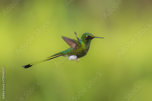 White-booted Racket-tail - Ocreatus underwoodii, green bird of hummingbird in the brilliants, long tail with two flags. 4K resolution, best of Ecuador