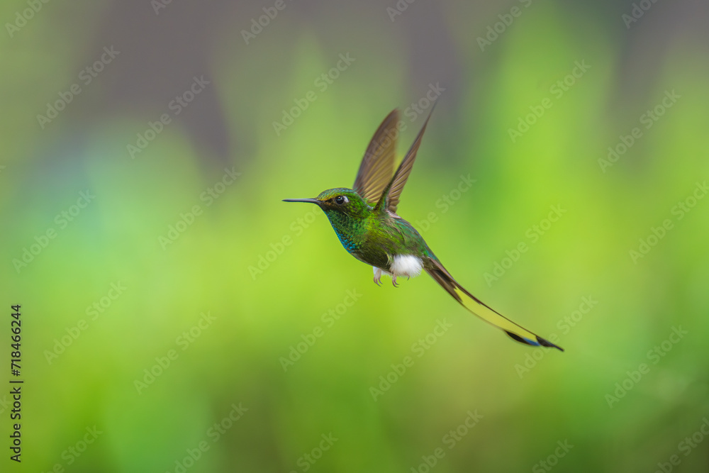 Fototapeta premium White-booted Racket-tail - Ocreatus underwoodii, green bird of hummingbird in the brilliants, long tail with two flags. 4K resolution, best of Ecuador