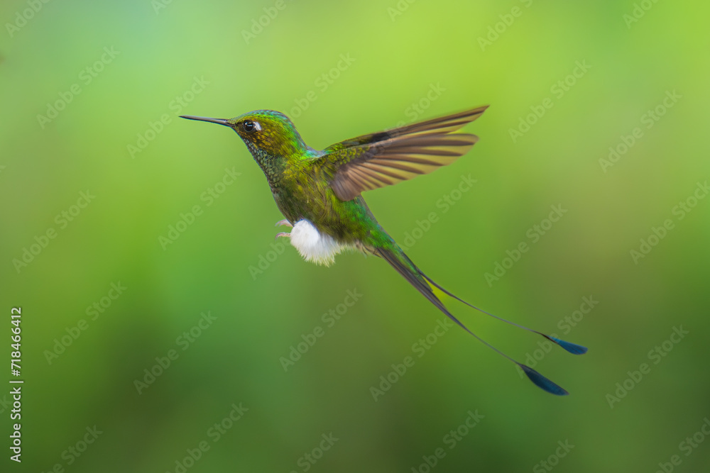 White-booted Racket-tail - Ocreatus underwoodii, green bird of hummingbird in the brilliants, long tail with two flags. 4K resolution, best of Ecuador White-booted Racket-tail - Ocreatus underwoodii, green bird of hummingbird in the brilliants, long tail with two flags. 4K resolution, best of Ecuador