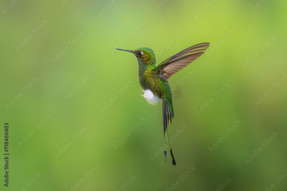 Fototapeta premium White-booted Racket-tail - Ocreatus underwoodii, green bird of hummingbird in the brilliants, long tail with two flags. 4K resolution, best of Ecuador