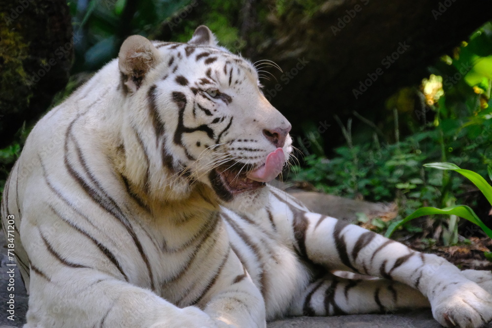White Tiger