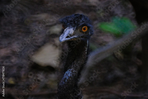close up of an emu