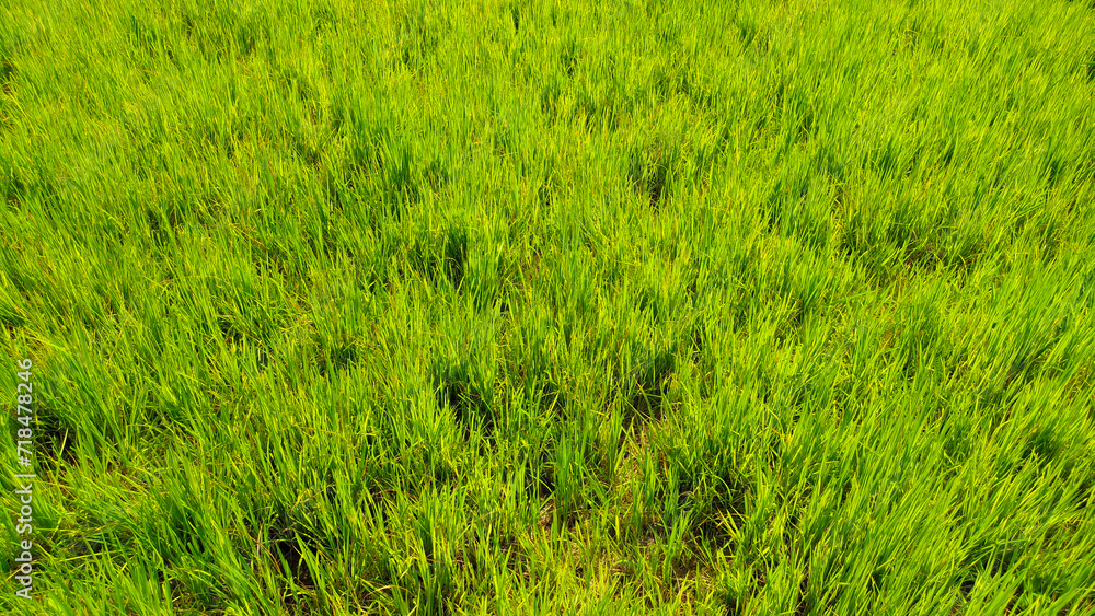 Obraz premium Close up view of green grass