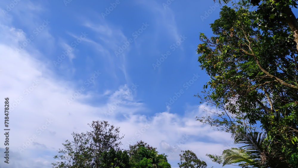 View of blue sky and trees for the background View of blue sky and trees for the background
