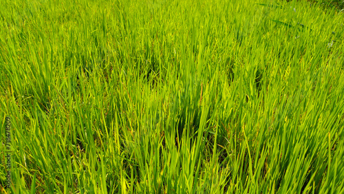 Close up view of green grass