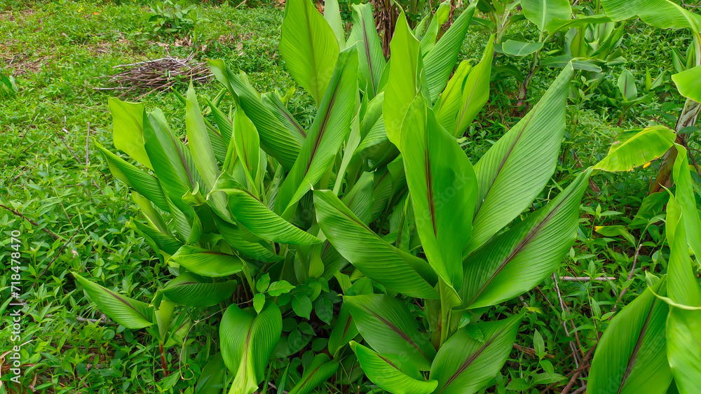 Green turmeric or Curcuma longa leaves Green turmeric or Curcuma longa leaves