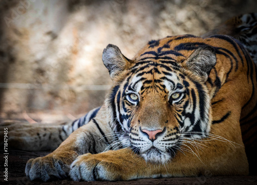 Close up view of a bengal tiger ( Panthera tigris tigris)
