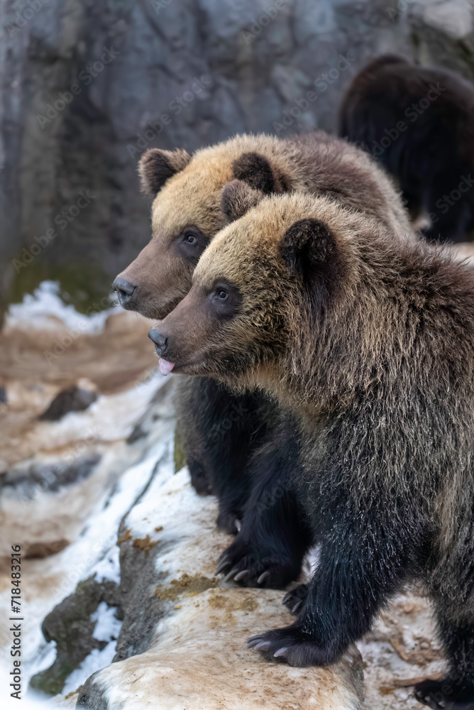 2頭のヒグマの子どもたち 2頭のヒグマの子どもたち