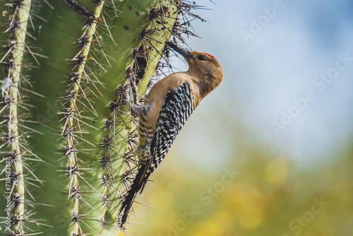 Arizona Woodpecker