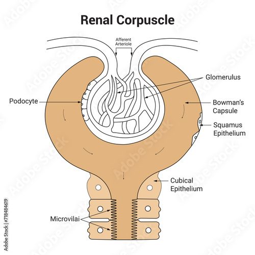 Renal Corpuscle Science Design Vector Illustration Diagram