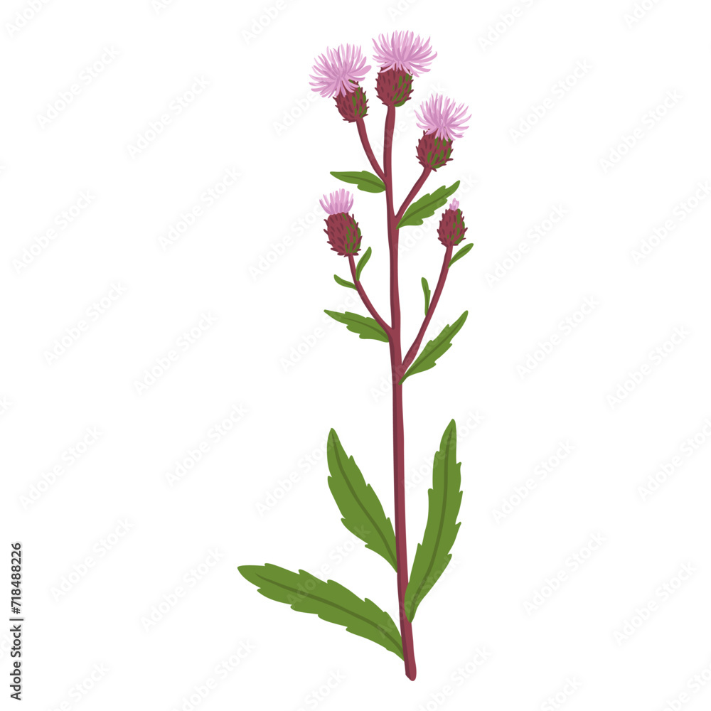Obraz premium creeping thistle, field flower, vector drawing wild plants at white background, Cirsium arvense, floral element, hand drawn botanical illustration