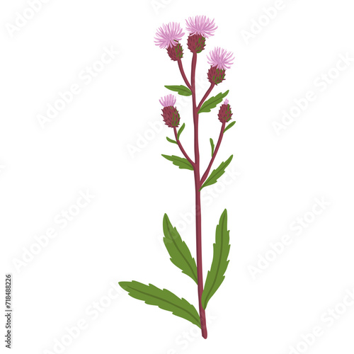 creeping thistle, field flower, vector drawing wild plants at white background, Cirsium arvense, floral element, hand drawn botanical illustration