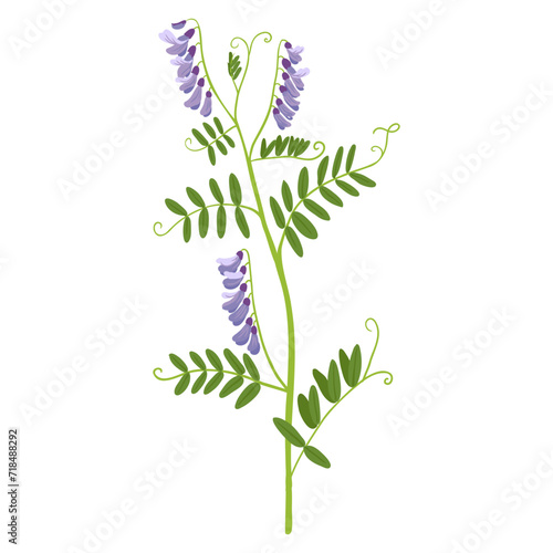 cow vetch, field flower, vector drawing wild plants at white background, Vicia cracca, floral element, hand drawn botanical illustration